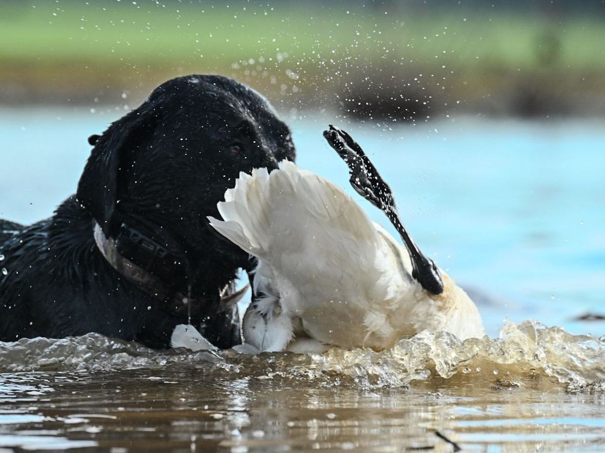 Swan hunting in Virginia